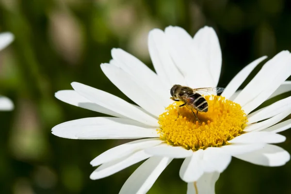 stock image Chamomile