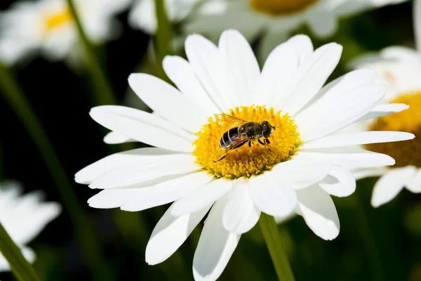 stock image Chamomile