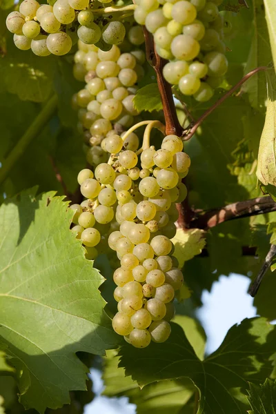 Maturare grappoli bianchi di uva da vino pronti per la vendemmia . — Foto Stock