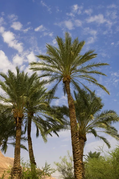 Palm-trees — Stock Photo, Image