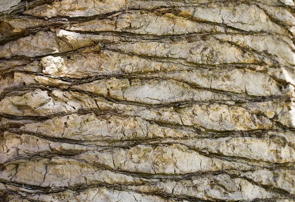 自然豊かなところ、ヤシの木のトランク — ストック写真