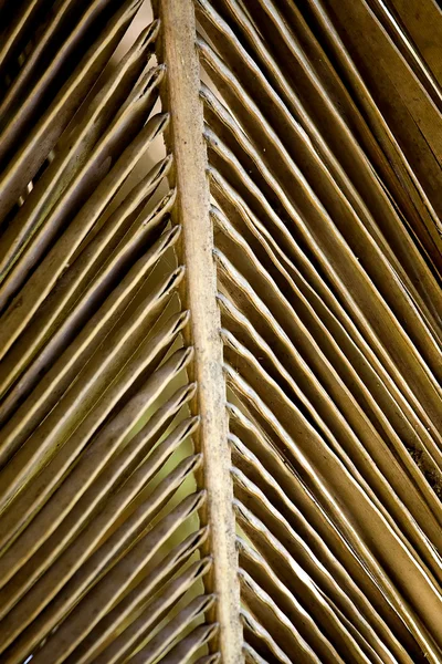 Hoja de palma seca —  Fotos de Stock