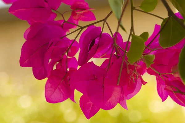 Hermosas flores de Israel — Foto de Stock