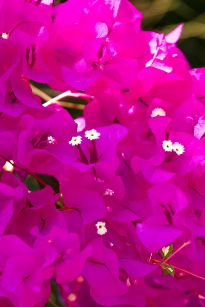 stock image Beautiful flowers of Israel