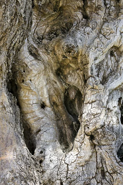 乾燥した木の幹 — ストック写真