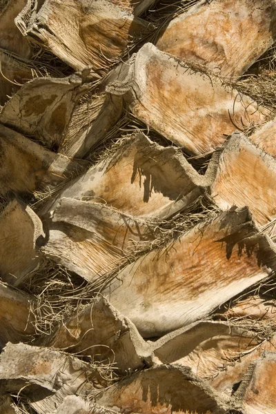 stock image Backgraund Trunk of a palm tree