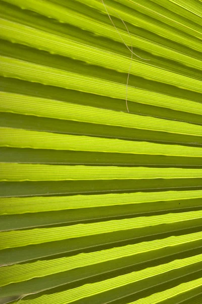 Texture di foglie di palma in luce naturale — Foto Stock