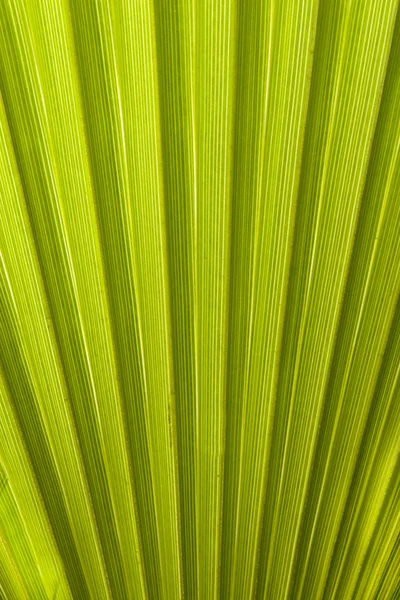 Texture des feuilles de palmier à la lumière naturelle — Photo