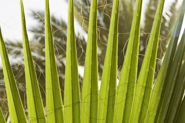 Textura de folhas de palma em luz natural — Fotografia de Stock