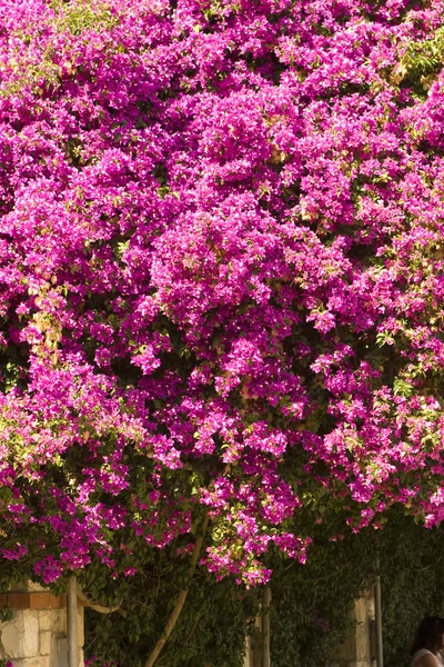 stock image Beautiful flowers of Israel.