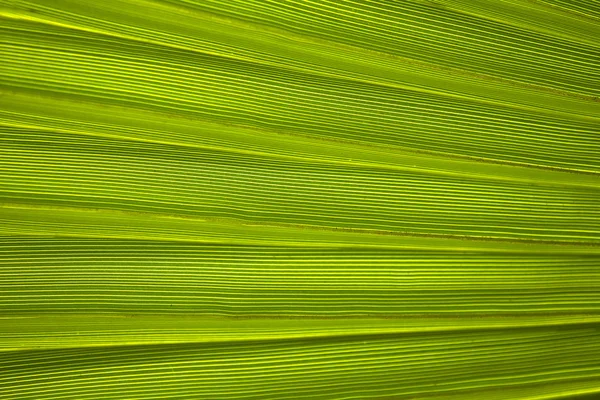 stock image Texture of palm leaves in natural light