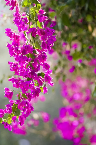 Härliga blommor av israel — Stockfoto