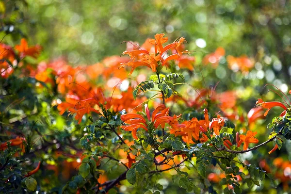 イスラエル共和国の美しい花 — ストック写真