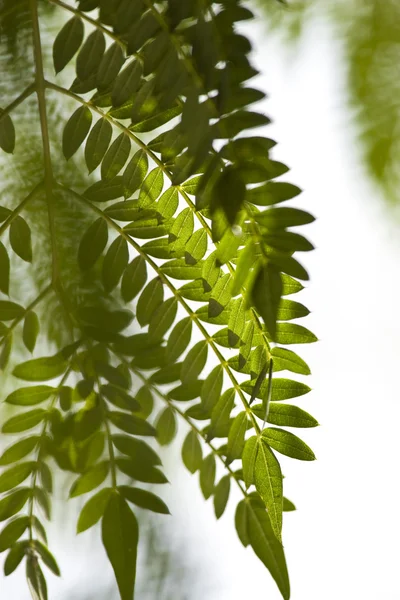 Textuur van acacia bladeren. — Stockfoto