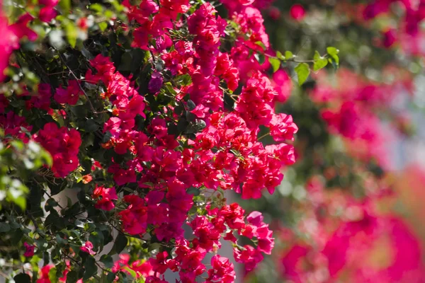 Beautiful flowers of Israel. — Stock Photo, Image