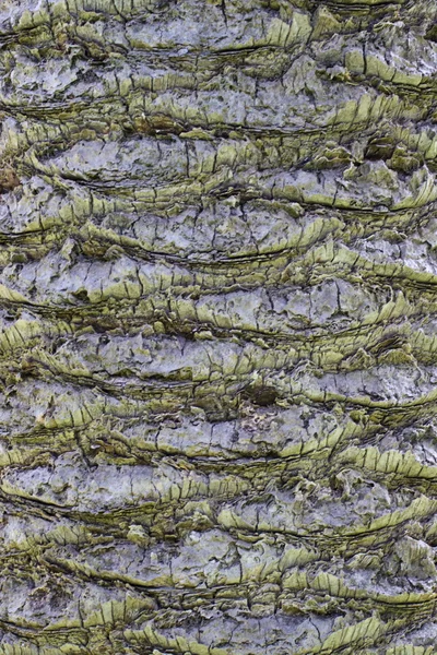 自然豊かなところ、ヤシの木のトランク — ストック写真