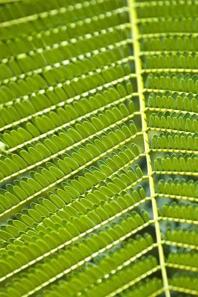 Texture des feuilles d'acacia . — Photo