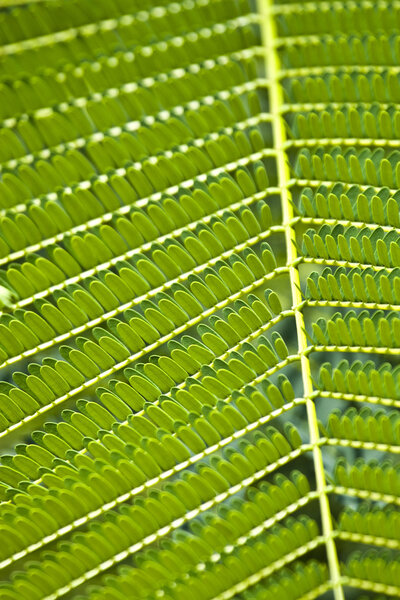 Texture of Acacia leaves.