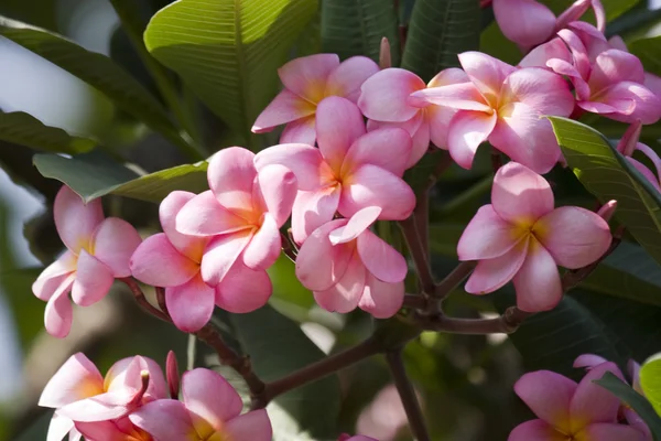 以色列的美丽的鲜花, — 图库照片