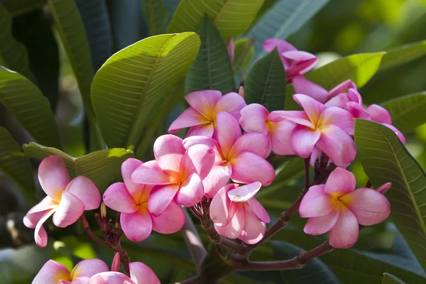 이스라엘의 아름 다운 꽃, — 스톡 사진