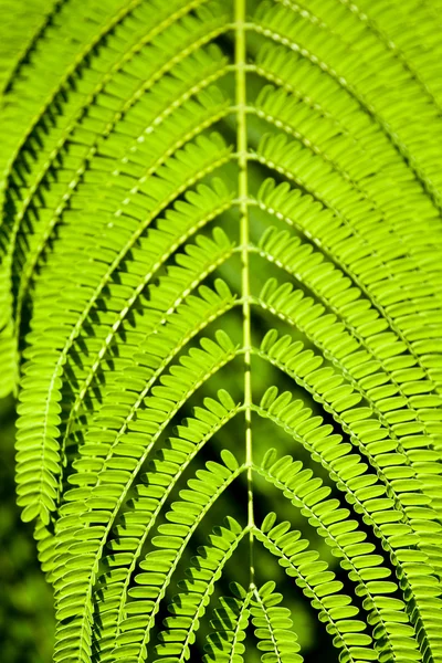 Textura de hojas de acacia . —  Fotos de Stock
