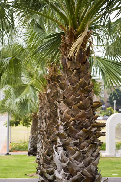 Palmträd — Stockfoto