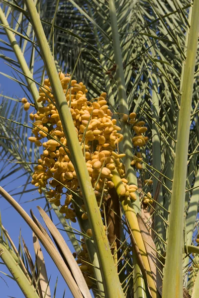 Dates palmtree — Stock Photo, Image
