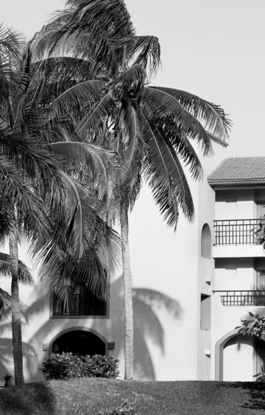 stock image Tropical house surrounded by palm-trees