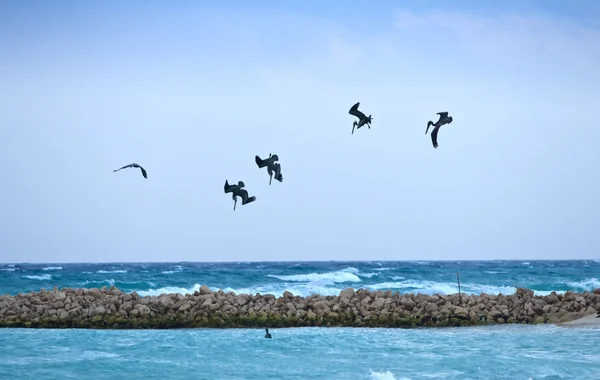 Pelicans mencari doa mereka — Stok Foto
