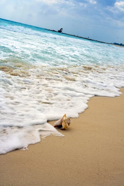 Shell på gyllene stranden — Stockfoto