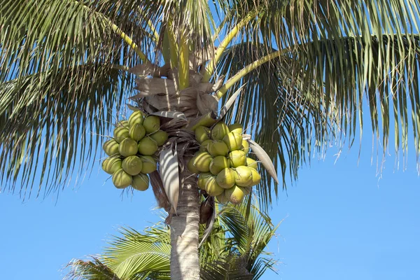 Noix de coco sur palmier — Photo