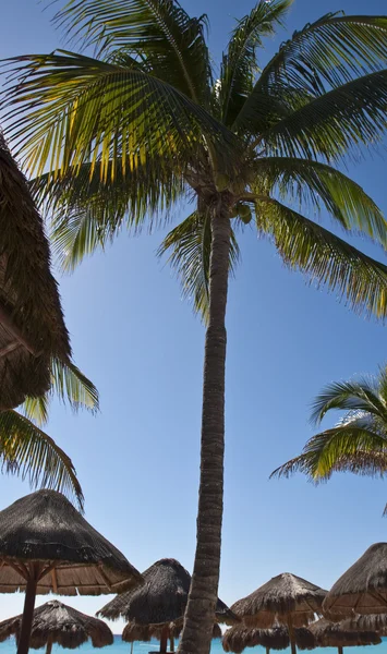 Palm-tree infront of straw umbrellas — Stock Photo, Image