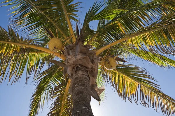 Noci di cocco su una palma — Foto Stock