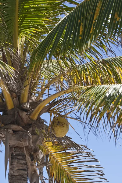 Noix de coco sur un palmier — Photo