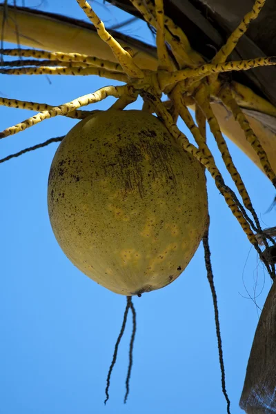 Cocos en una palmera —  Fotos de Stock