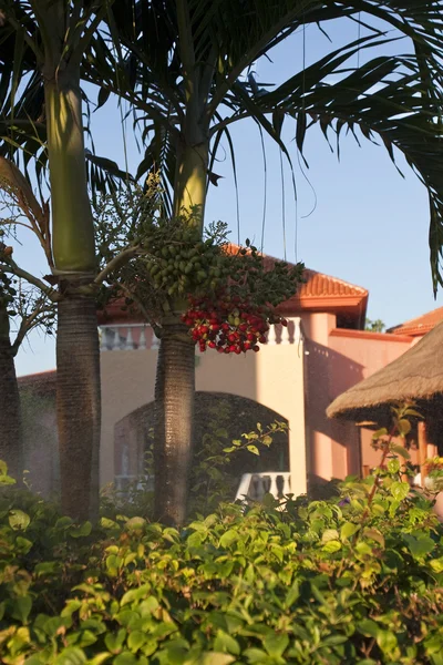 Vista de la casa con plantas tropicales — Foto de Stock