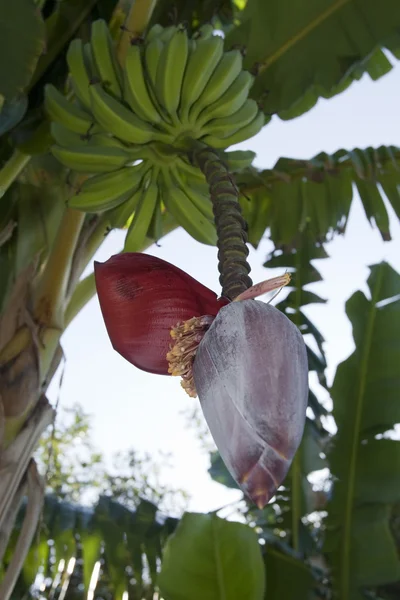 Banana tree flower — Stock Photo, Image
