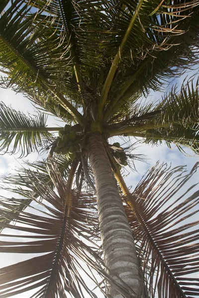 Пальма-дерево с кокосами — стоковое фото