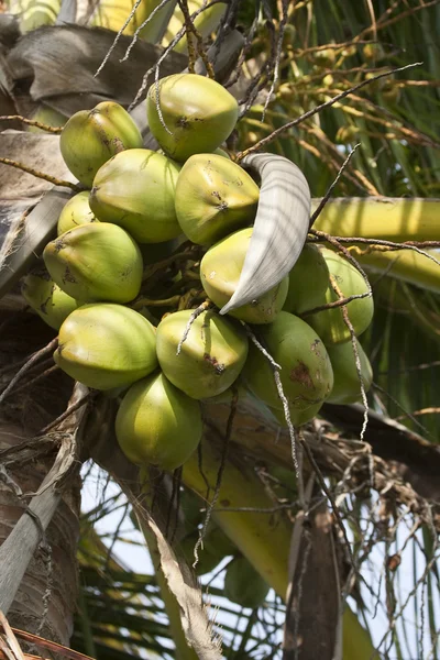 Kokosowe drzewo — Zdjęcie stockowe