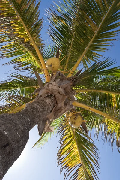 Noix de coco sur un palmier — Photo