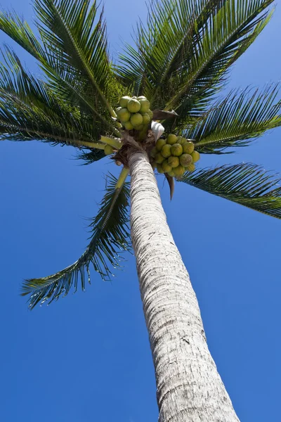 Coconurt brunches on palm-tree — Stock Photo, Image