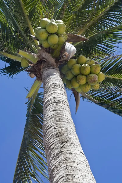 Coconurt brunches on palm-tree — Stock Photo, Image