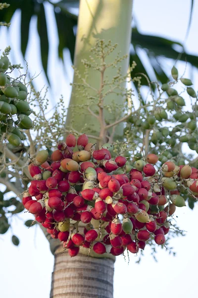 Fruit Dates — Stock Photo, Image