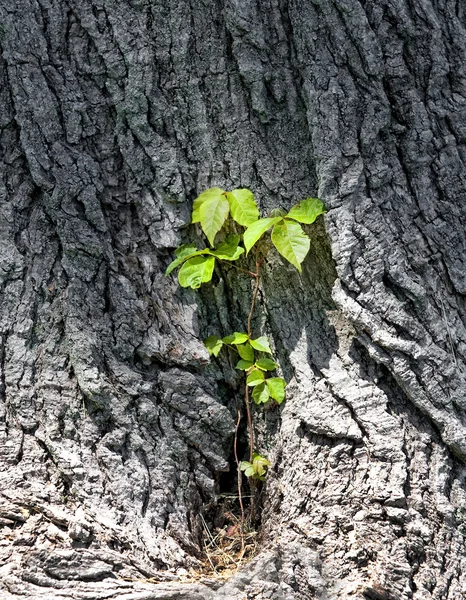 Un tronco d'albero con Convolvulus arvensis — Foto Stock