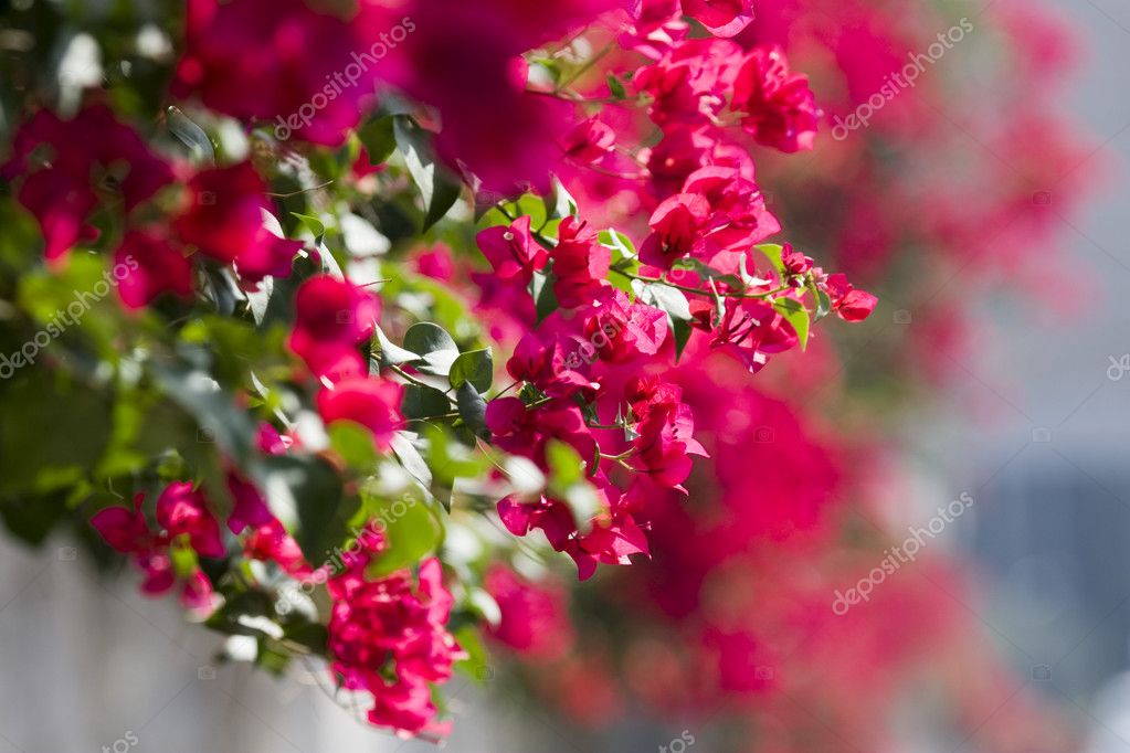 Images israel flowers Beautiful flowers of Israel — Stock Photo