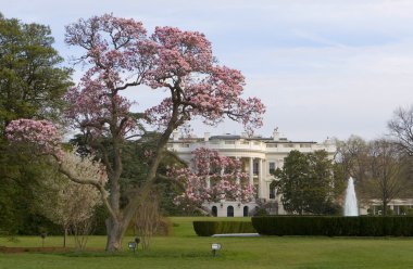 Manolya çiçeği ağaç Beyaz Saray