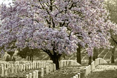 Arlington Natoinal Cemetery. Cherri blossom.