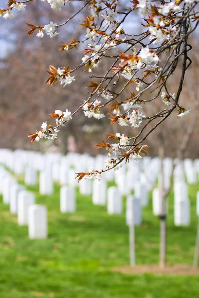 アーリントン cemetere 寒桜 — ストック写真