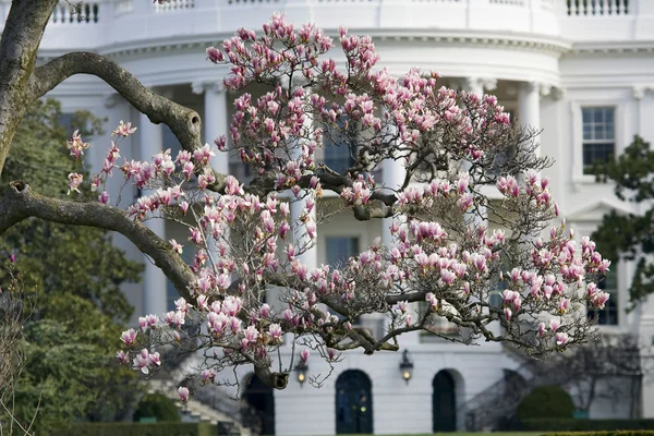 Magnolia bloesem tree voor witte huis — Stockfoto