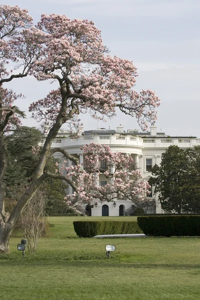 Magnolienblütenbaum vor weißem Haus — Stockfoto